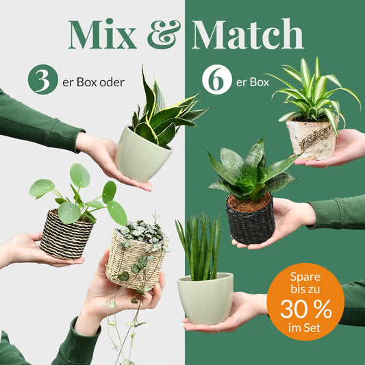 Mix & Match Babypflanzen