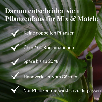 Mix & Match Katzenfreundliche Pflanzen für wenig Licht
