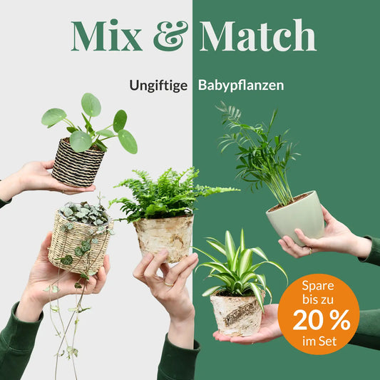 Mix & Match Tierfreundliche Babypflanzen