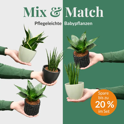 Mix & Match Super Easy Babypflanzen