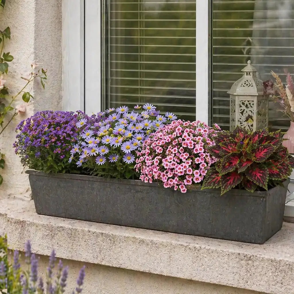 Mix & Match Südbalkon Pflanzen