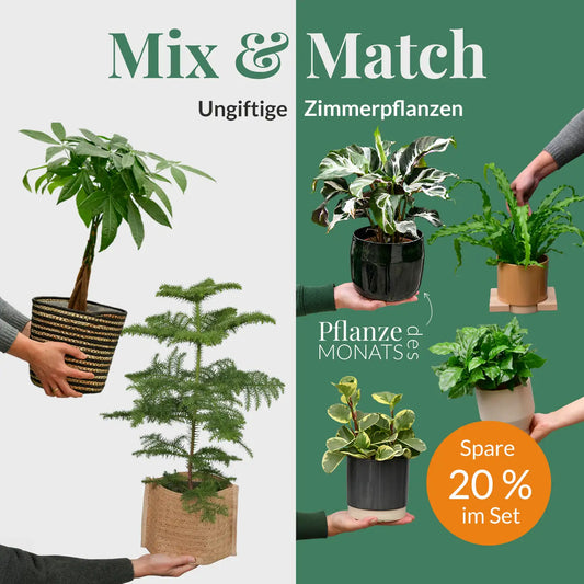 Mix & Match Katzenfreundliche Pflanzen