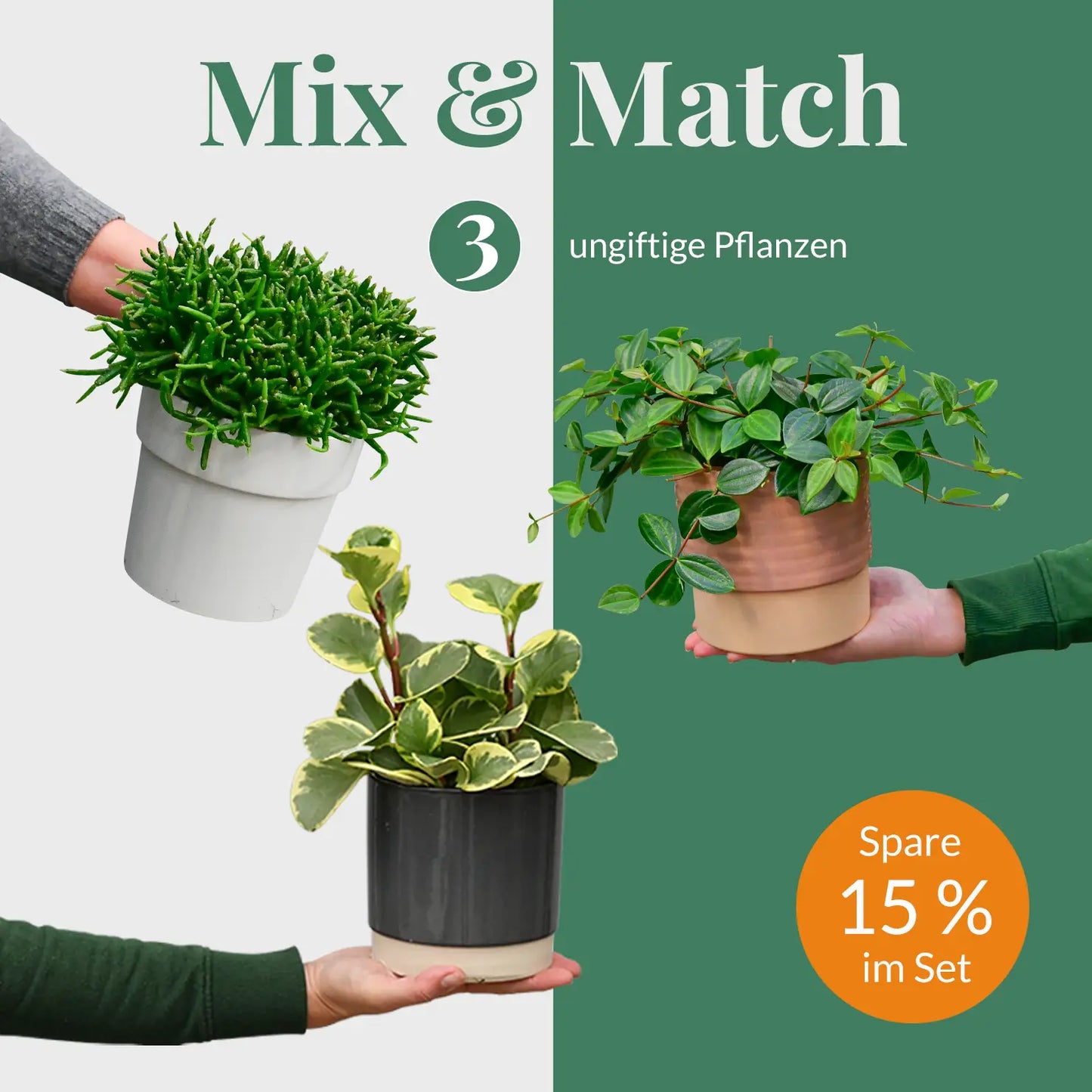 Mix & Match 3er Box Ungiftige Pflanzen