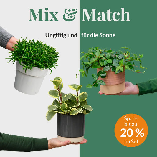 Mix & Match 3er Box Ungiftige Pflanzen - Sonnige Fensterbank