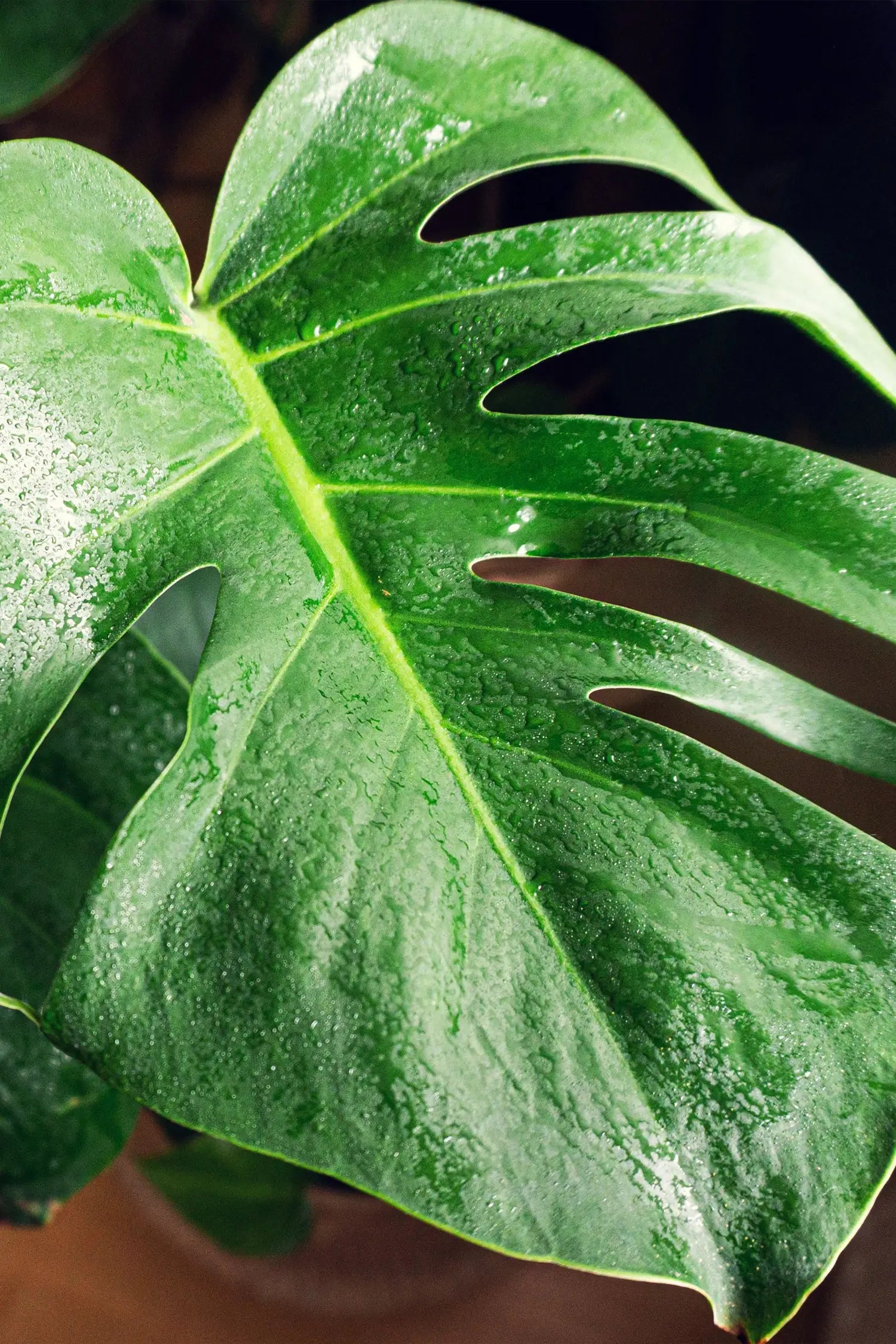 monstera blatt bild Hydro Kingsize Monstera, 60-80cm – Green Me Up