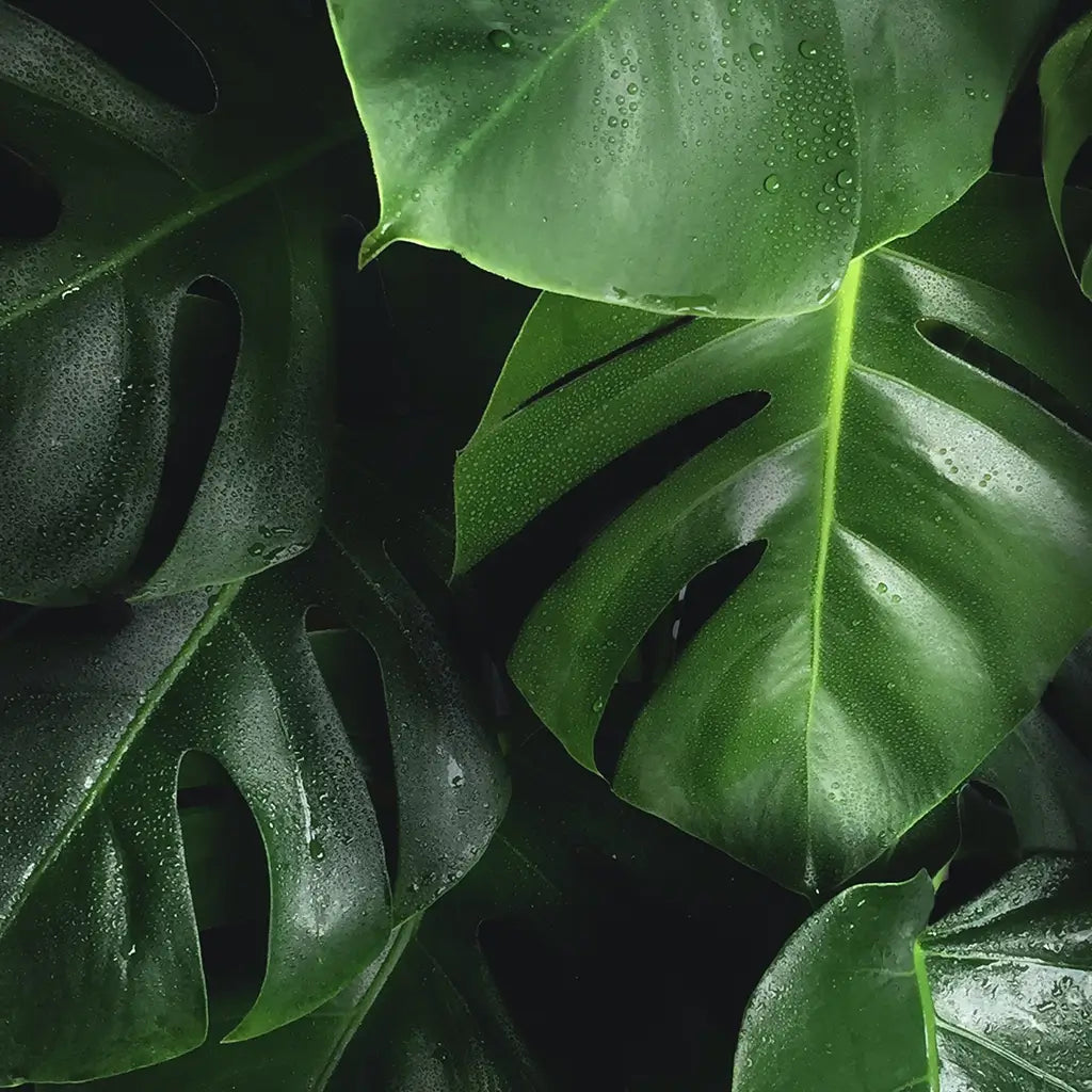 Monstera No.17, 80cm – Green Me Up