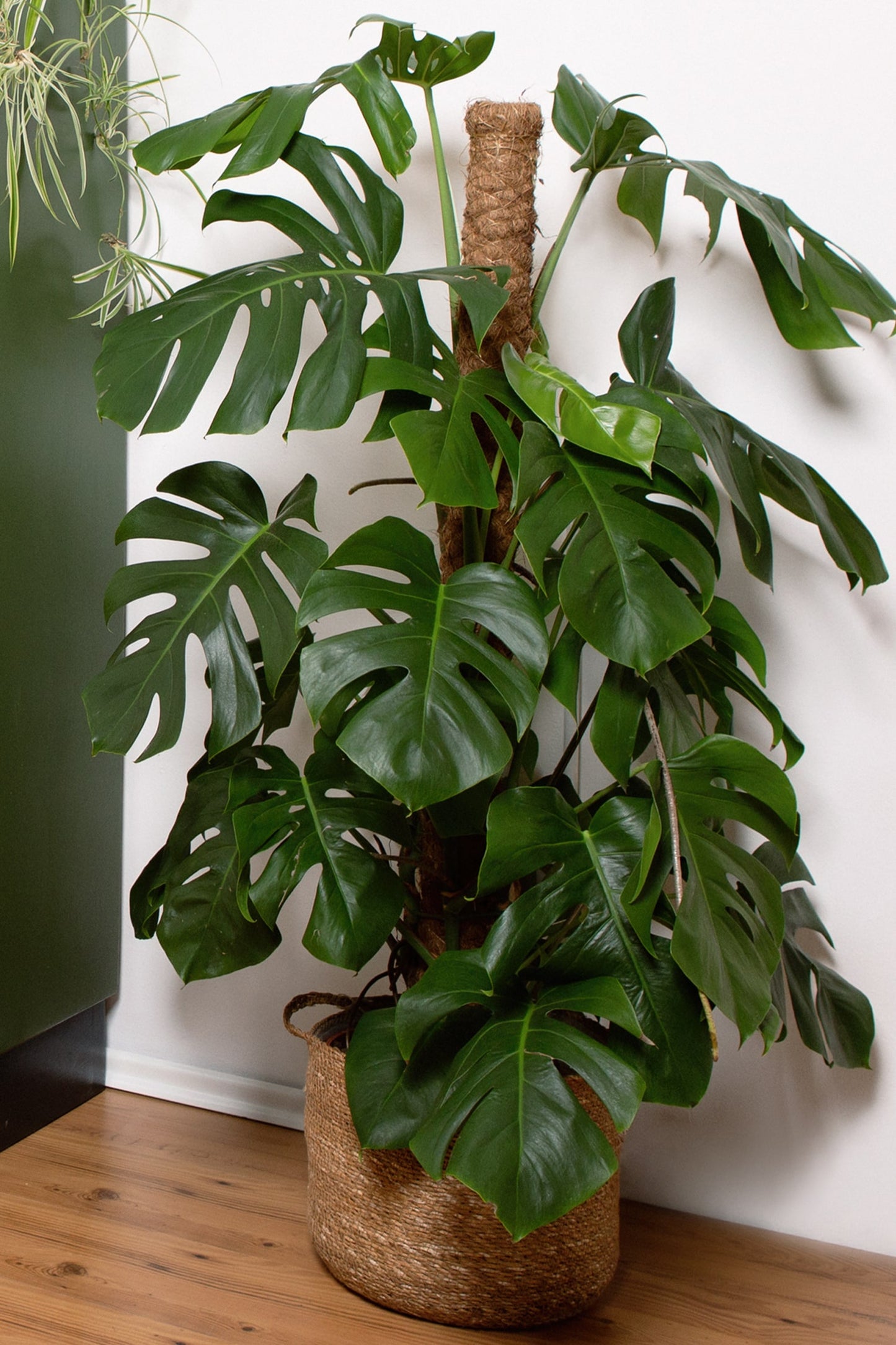 Hydro XXL Monstera am Stab, 120-140cm