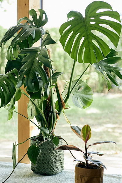 Hydro Kingsize Monstera, 80-90cm