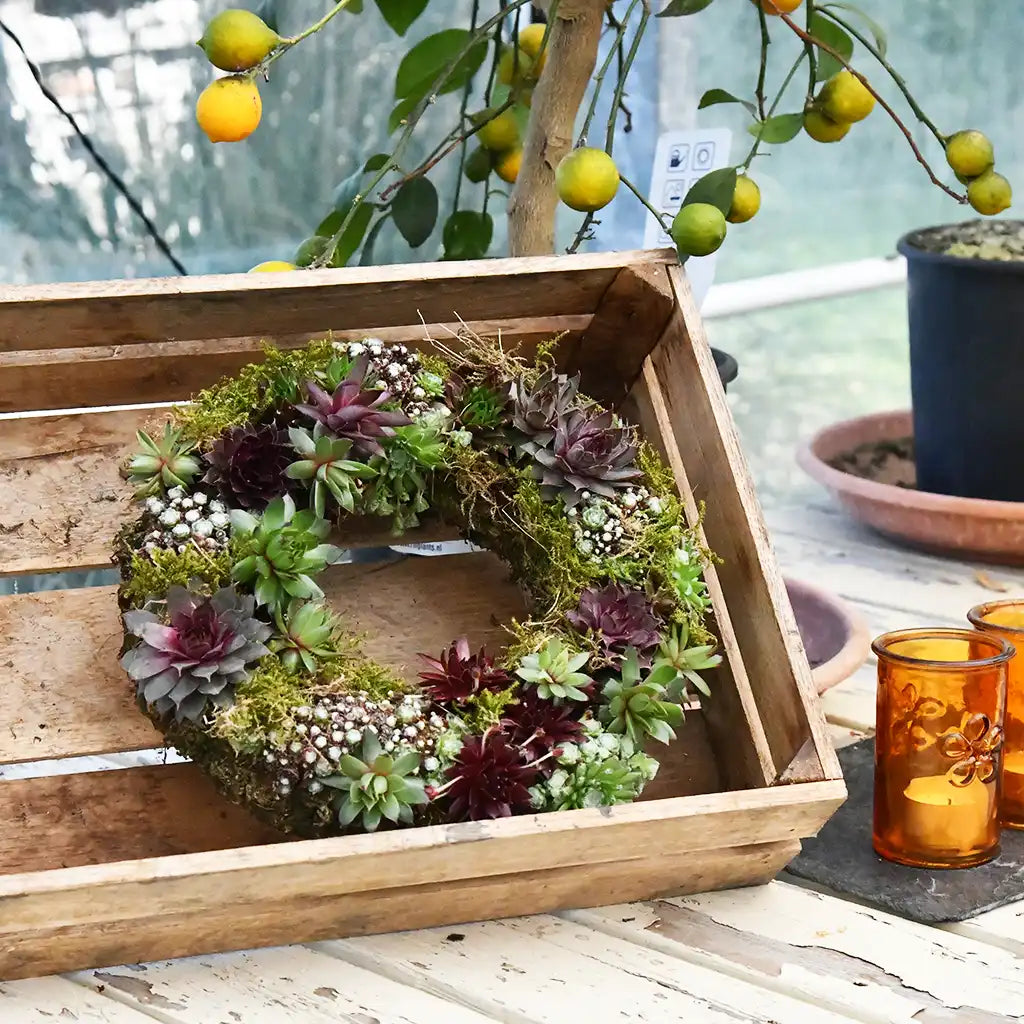 Sukkulentenkranz Ø 25cm kaufen – Green Me Up