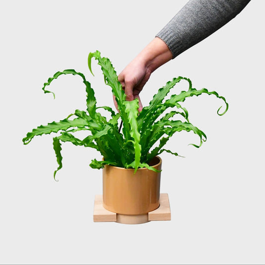 Asplenium Osaka No.12