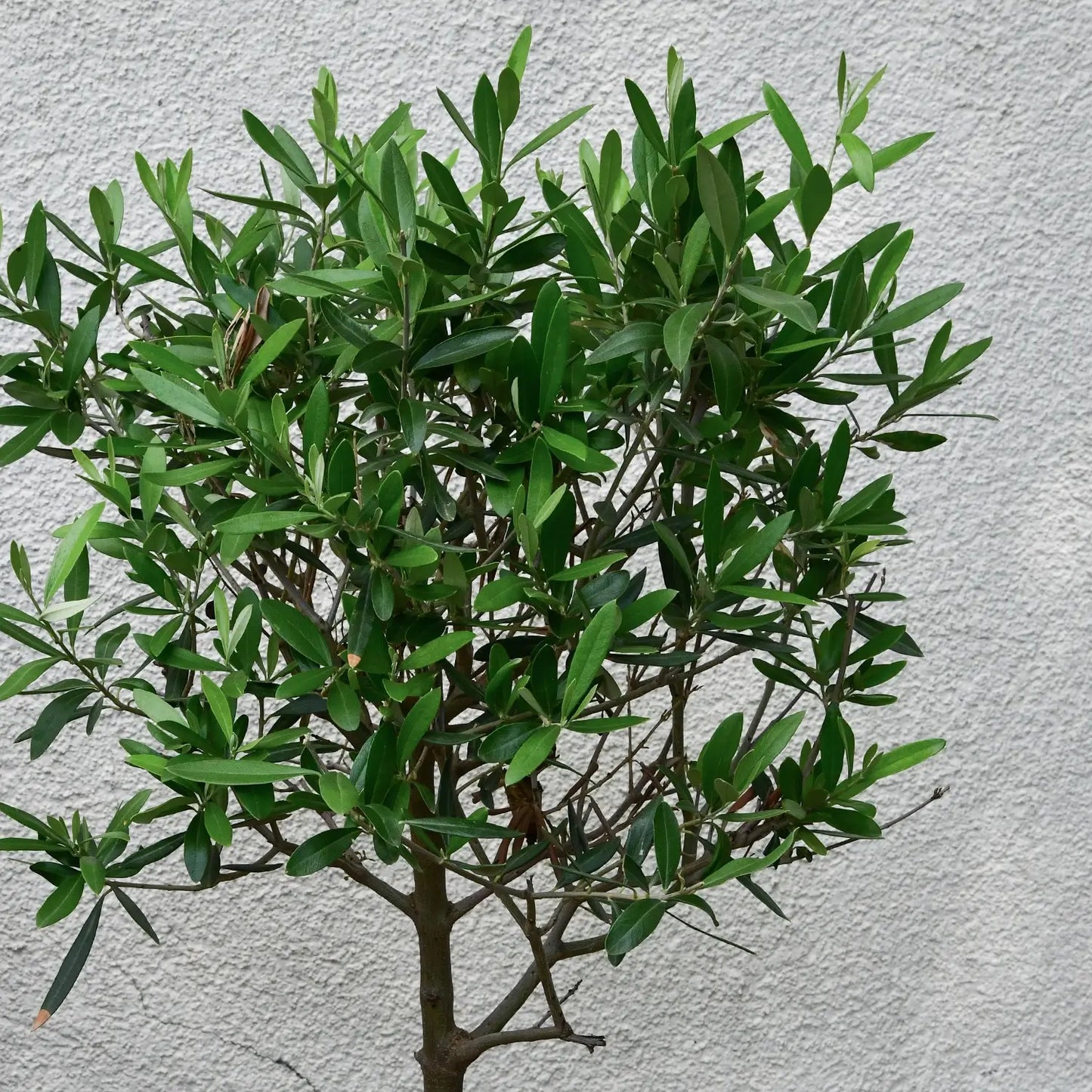 Mediteraner Olivenbaum