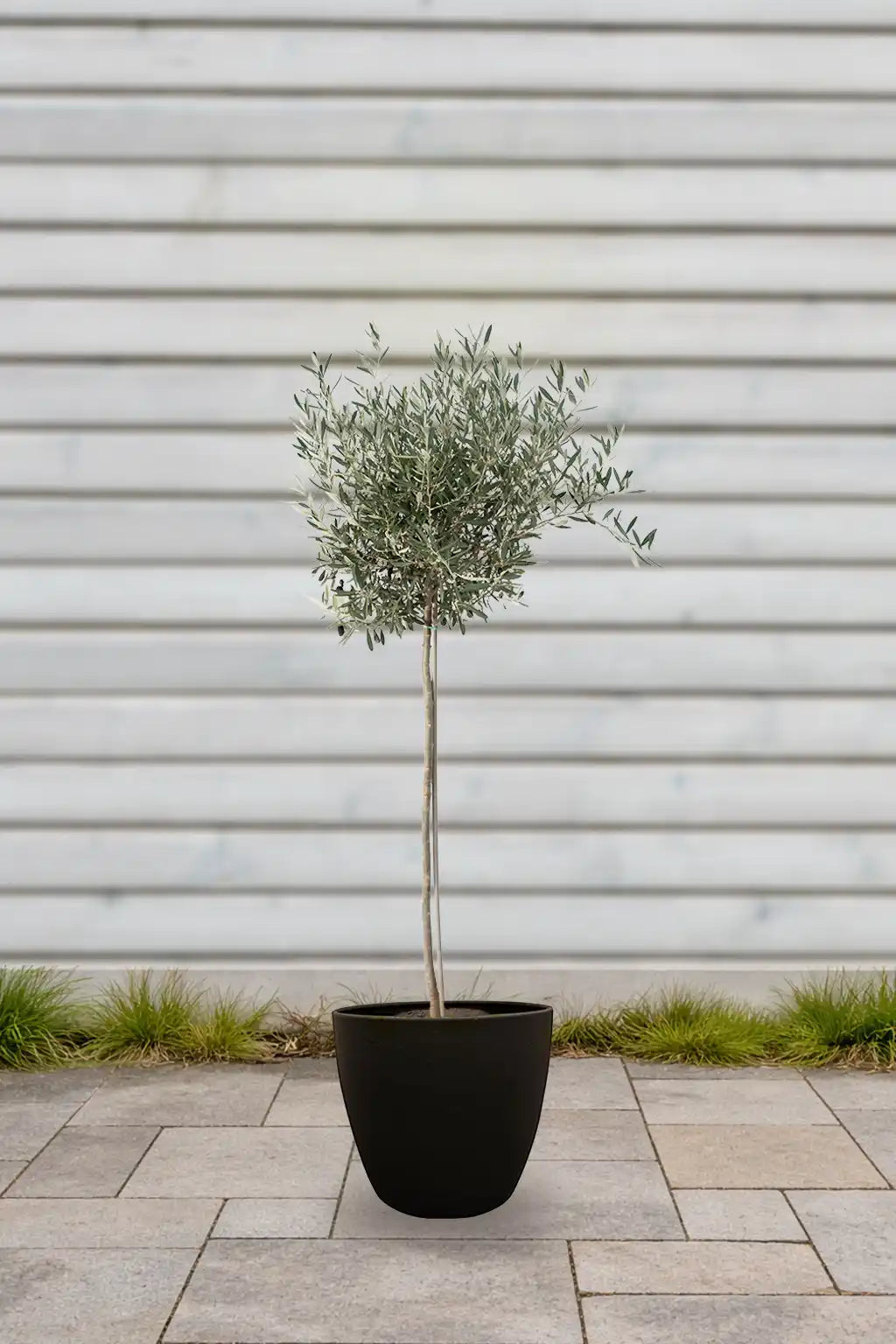 Olivenbaum 80cm