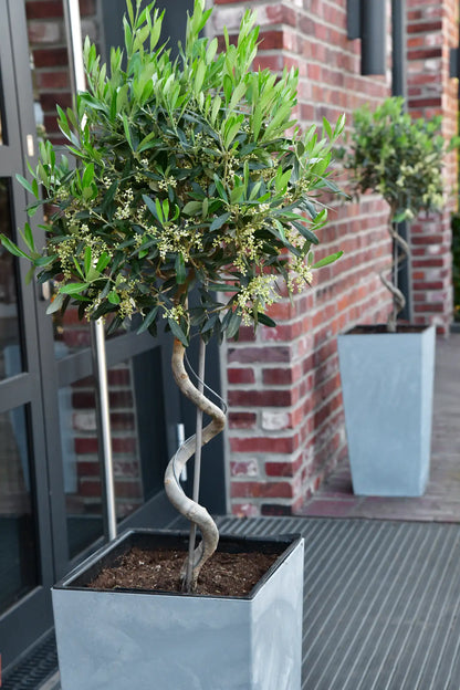 Großer Olivenbaum mit gedrehtem Stamm