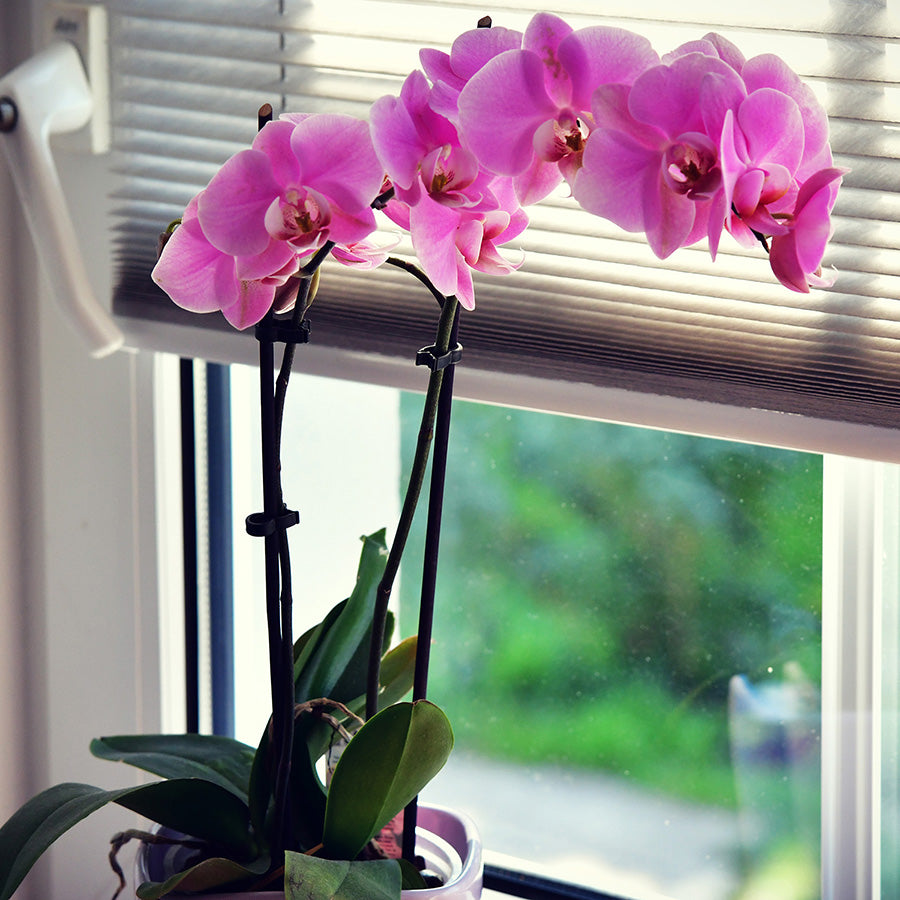 Orchidee Rosa 