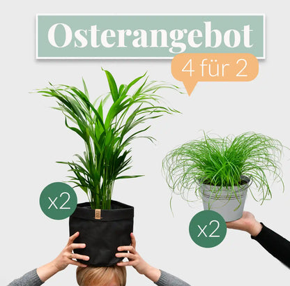 4 für 2 Goldruchtpalmen & Katzengras