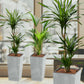 PALETTENSET XL Pflanzen Palmenfeeling in Betonoptik – Hydrokultur Büropflanzen