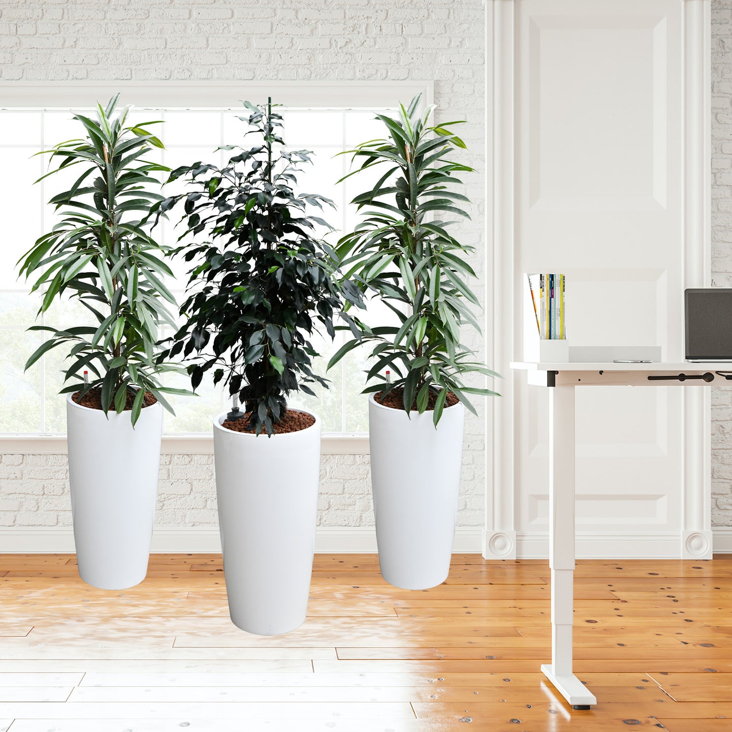PALETTENSET XL Pflanzen bewährte Klassiker - Hydrokultur Büropflanzen in hohen Vasen