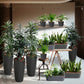 PALETTENSET bewährte Klassiker - Hydrokultur Büropflanzen mit hohen Vasen