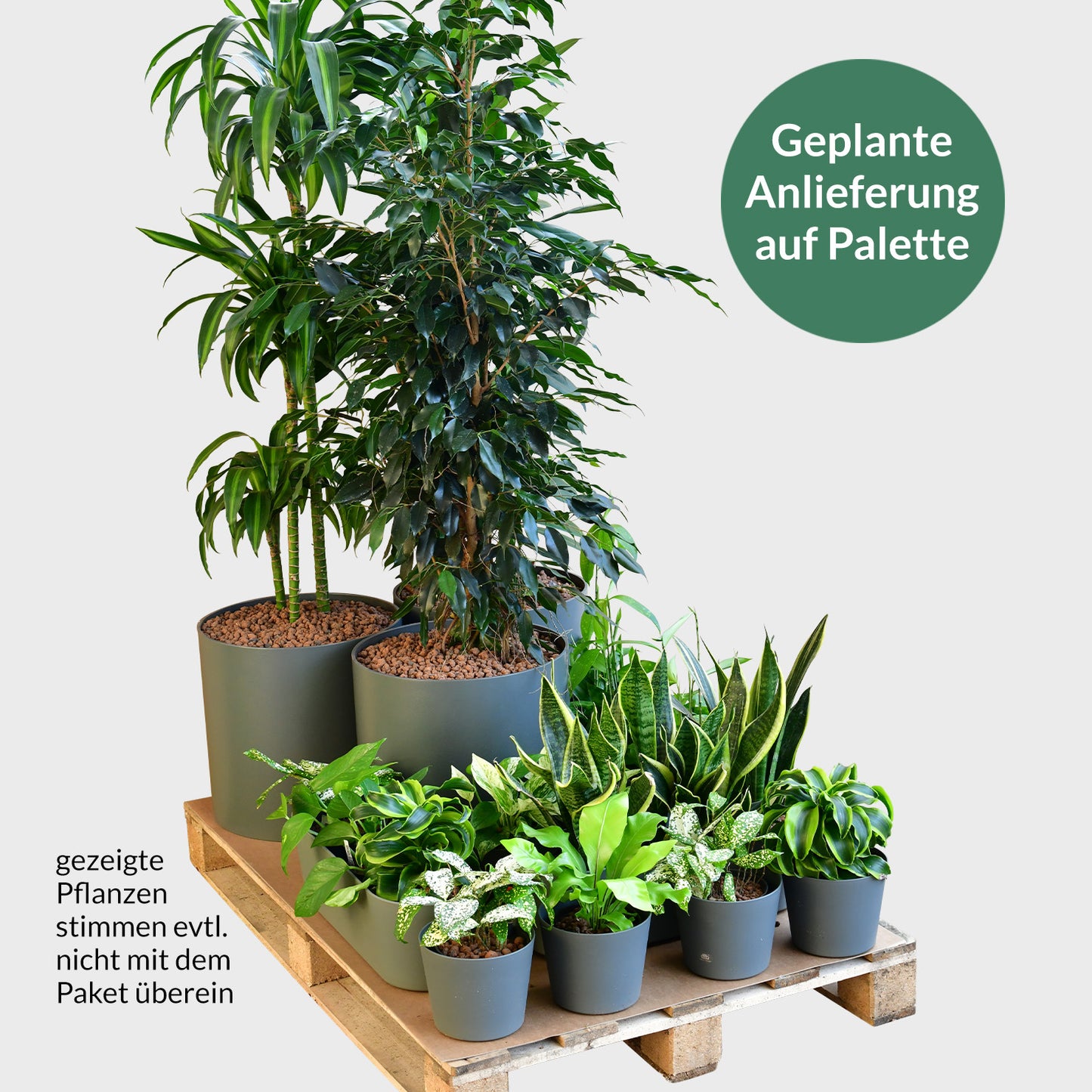 PALETTENSET XXL Pflanzen bewährte Klassiker  - Hydrokultur Büropflanzen mit Rollen