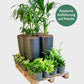 PALETTENSET bewährte Klassiker - Hydrokultur Büropflanzen mit hohen Vasen