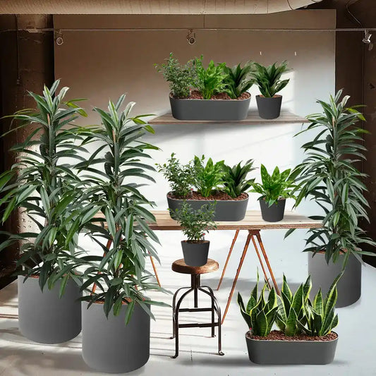 Palettenset Classico: 15 Büropflanzen in Hydrokultur