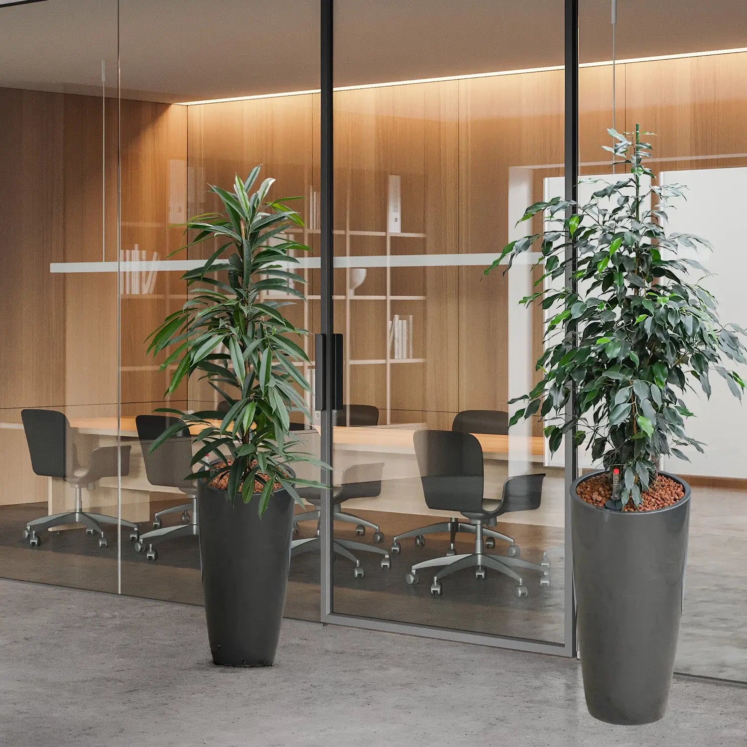 Ficus und Drachenbaum in grauen Vasen vor einem Büro