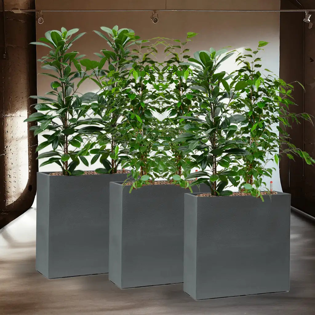 Palettenset Raumteiler mit Ficus – Green Me Up