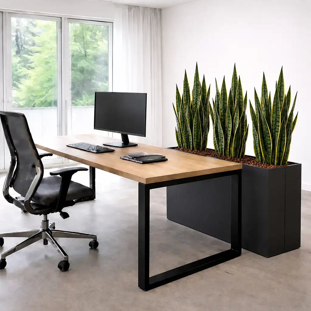 Palettenset InStyle-Raumteiler: 9XL Büropflanzen in Hydrokultur