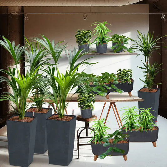 Palettenset Palmen: 16 Büropflanzen in Hydrokultur
