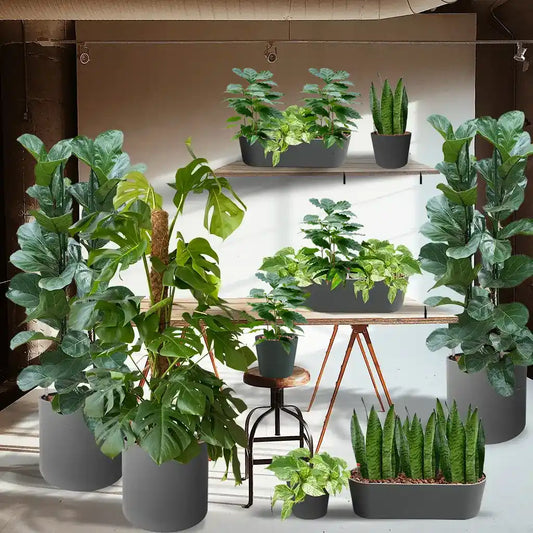 Palettenset Trendsetter: 15 Büropflanzen in Hydrokultur