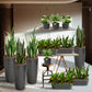 PALETTENSET Minimalistisch & Pflegeleicht - Hydrokultur Büropflanzen mit hohen Vasen