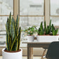 PALETTENSET Minimalistisch & Pflegeleicht - Hydrokultur Büropflanzen mit hohen Vasen