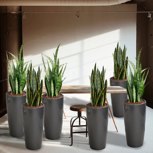 PALETTENSET XL Pflanzen Minimalistisch & Pflegeleicht - Hydrokultur Büropflanzen hohen Vasen