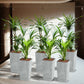 PALETTENSET XL Pflanzen Palmenfeeling in Betonoptik – Hydrokultur Büropflanzen