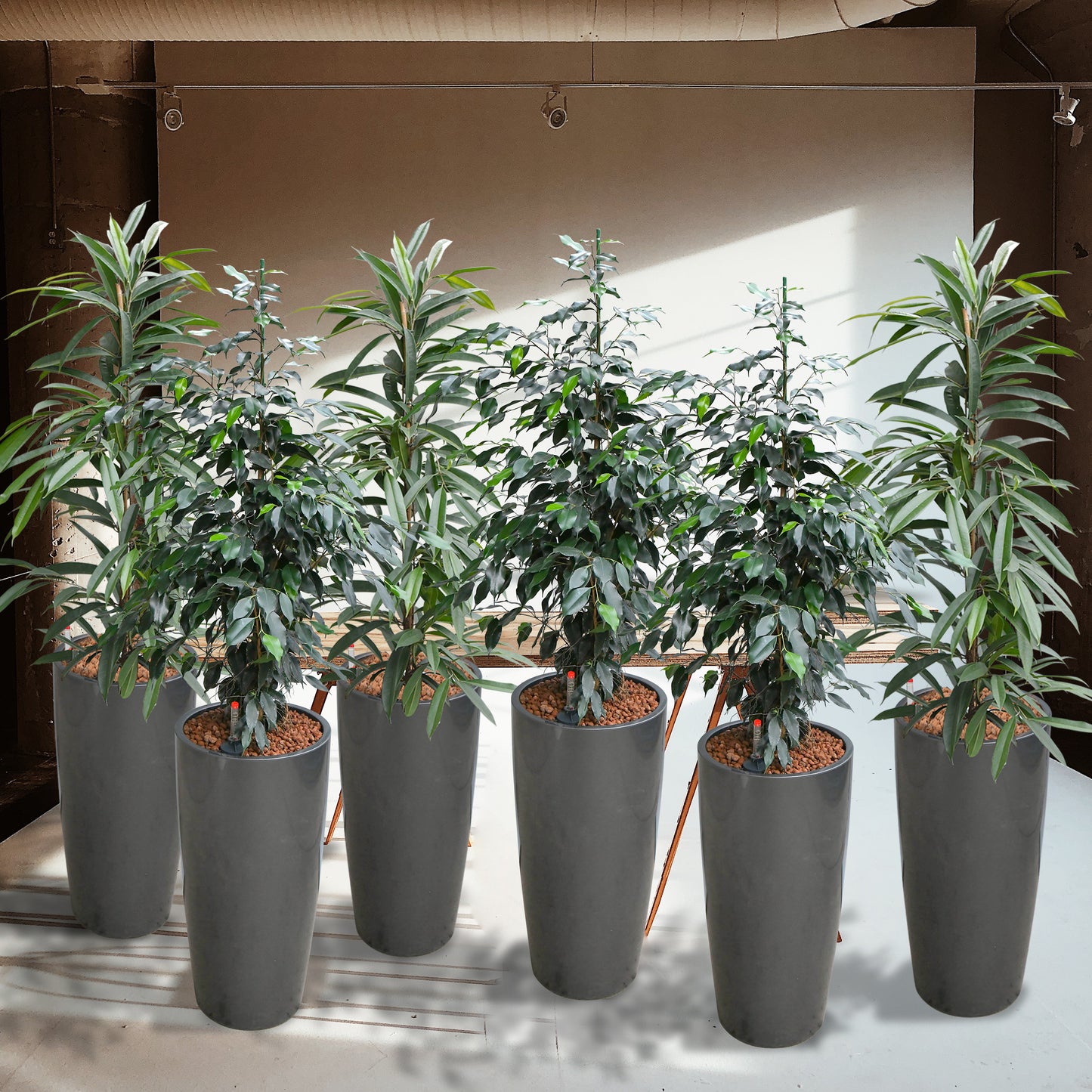 PALETTENSET XL Pflanzen bewährte Klassiker - Hydrokultur Büropflanzen in hohen Vasen