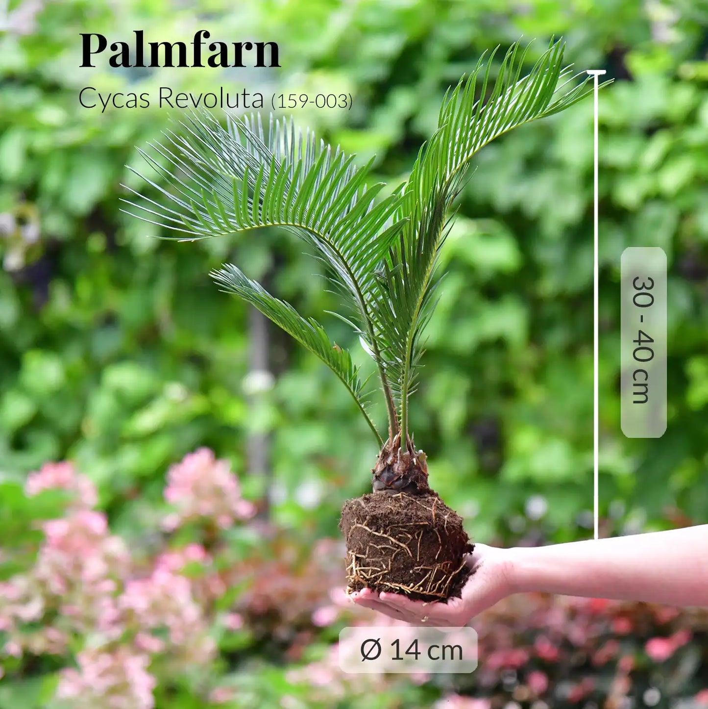 DinoSnack® Timo´s Palmfarn