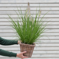 Pennisetum Hameln Gras in L mit Putzern
