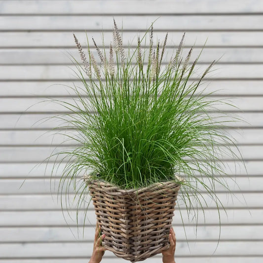 Pennisetum Hameln Gras in eckigem Rattantopf für Balkon und Terrasse