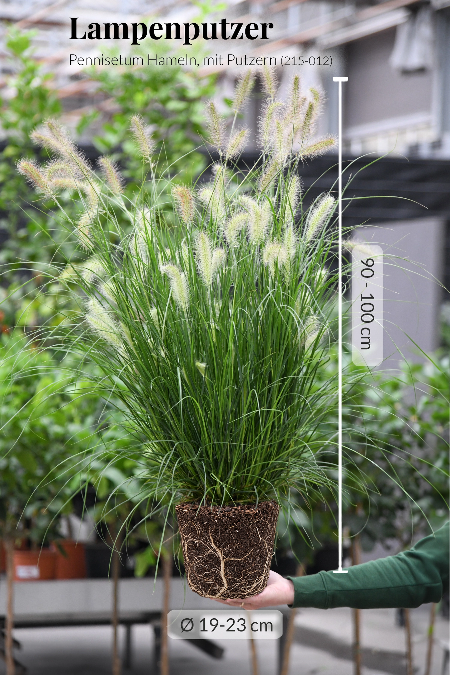 Großes Pennisetum Hameln Gras mit Putzern