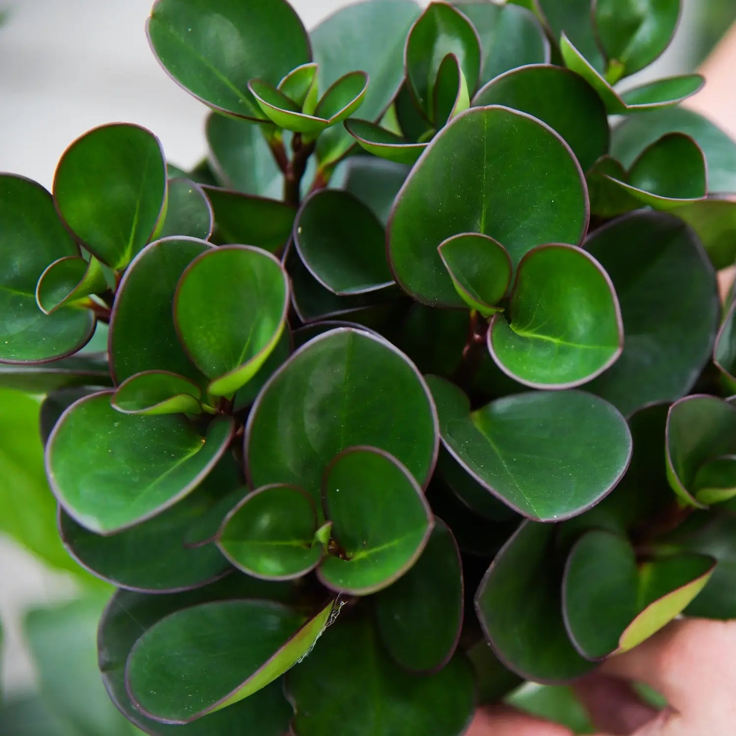 Peperomia Burning Bush Zwergpfeffer mit roten Blatträndern