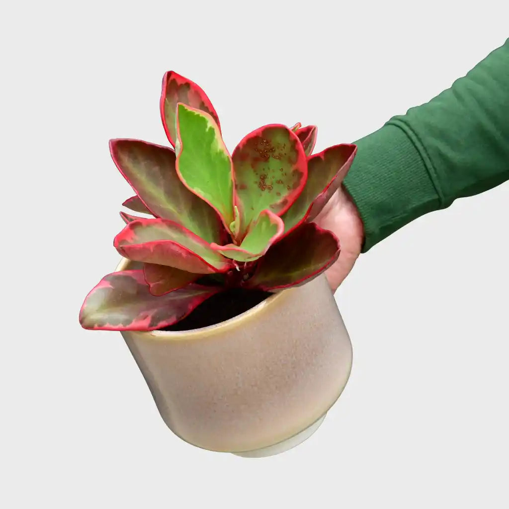Peperomia Yellie