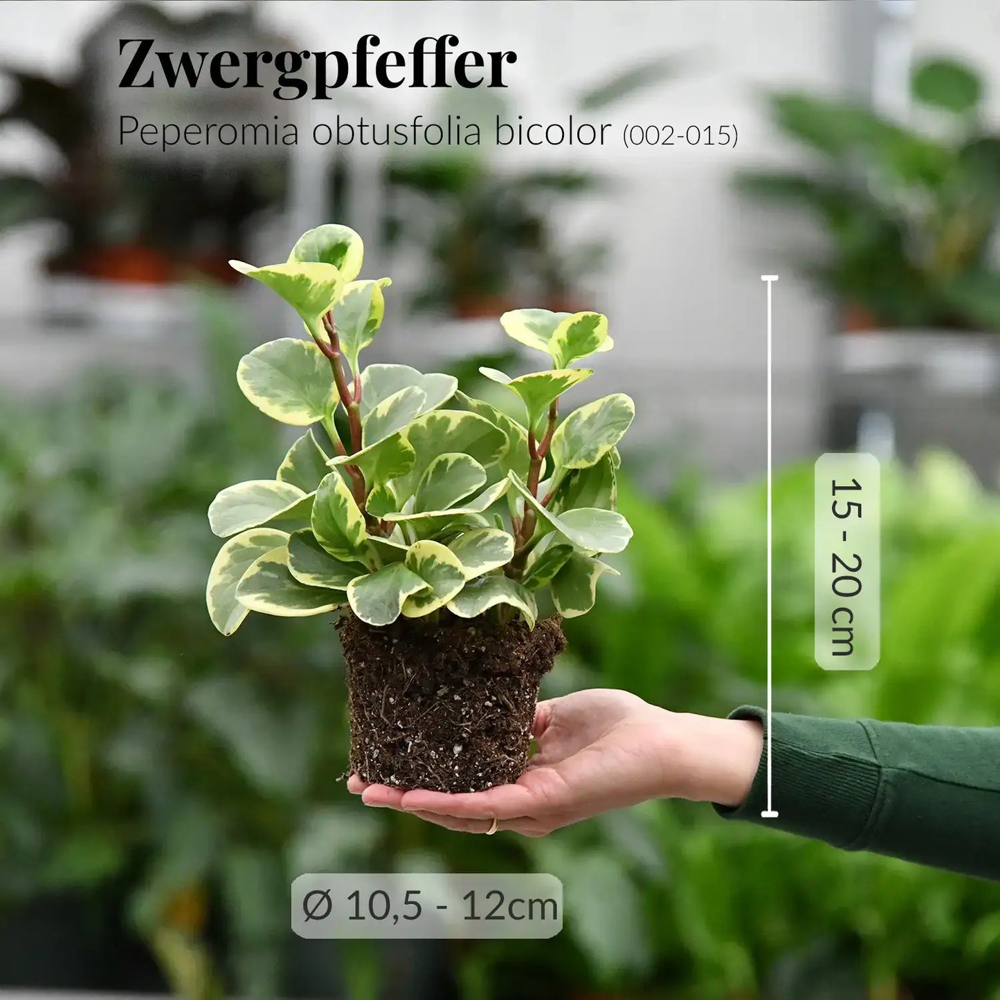 GREEN WEEK 4er Box tierfreundliche Pflanzen