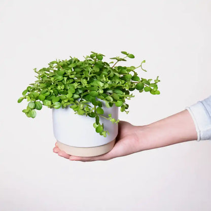kleine Peperomia Pflanze im weißen Keramiktopf 