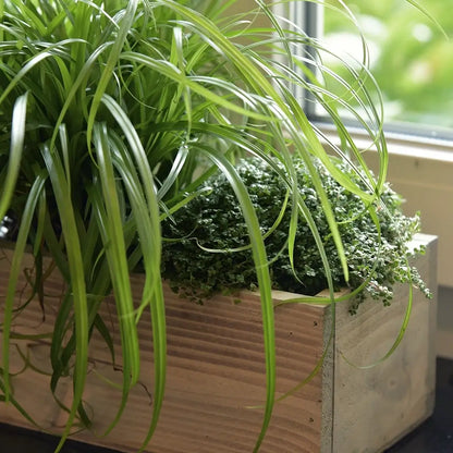 Bubikopf und Katzengras in Holzkiste für Fensterbank