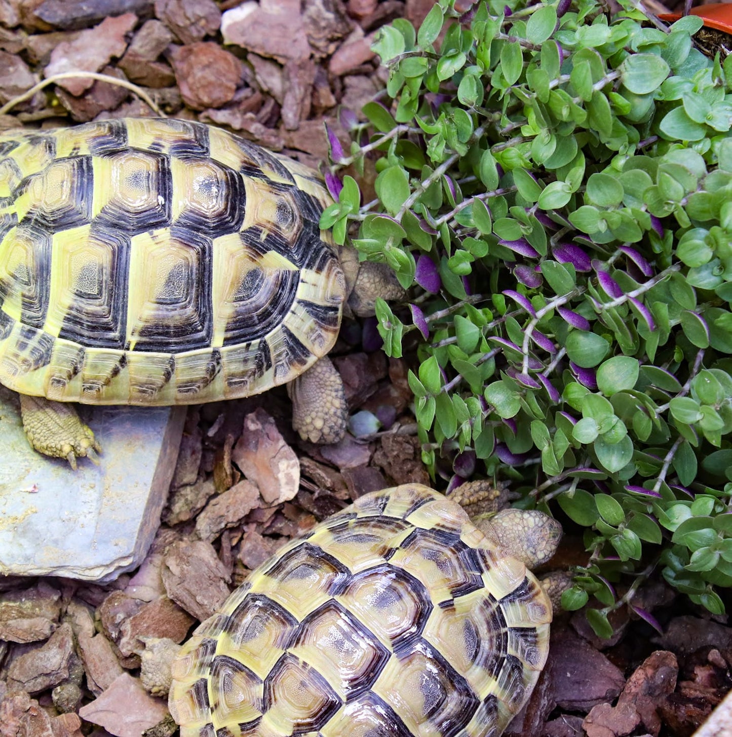 Outdoor Pflanztopf Set PetLove für Schildkröten