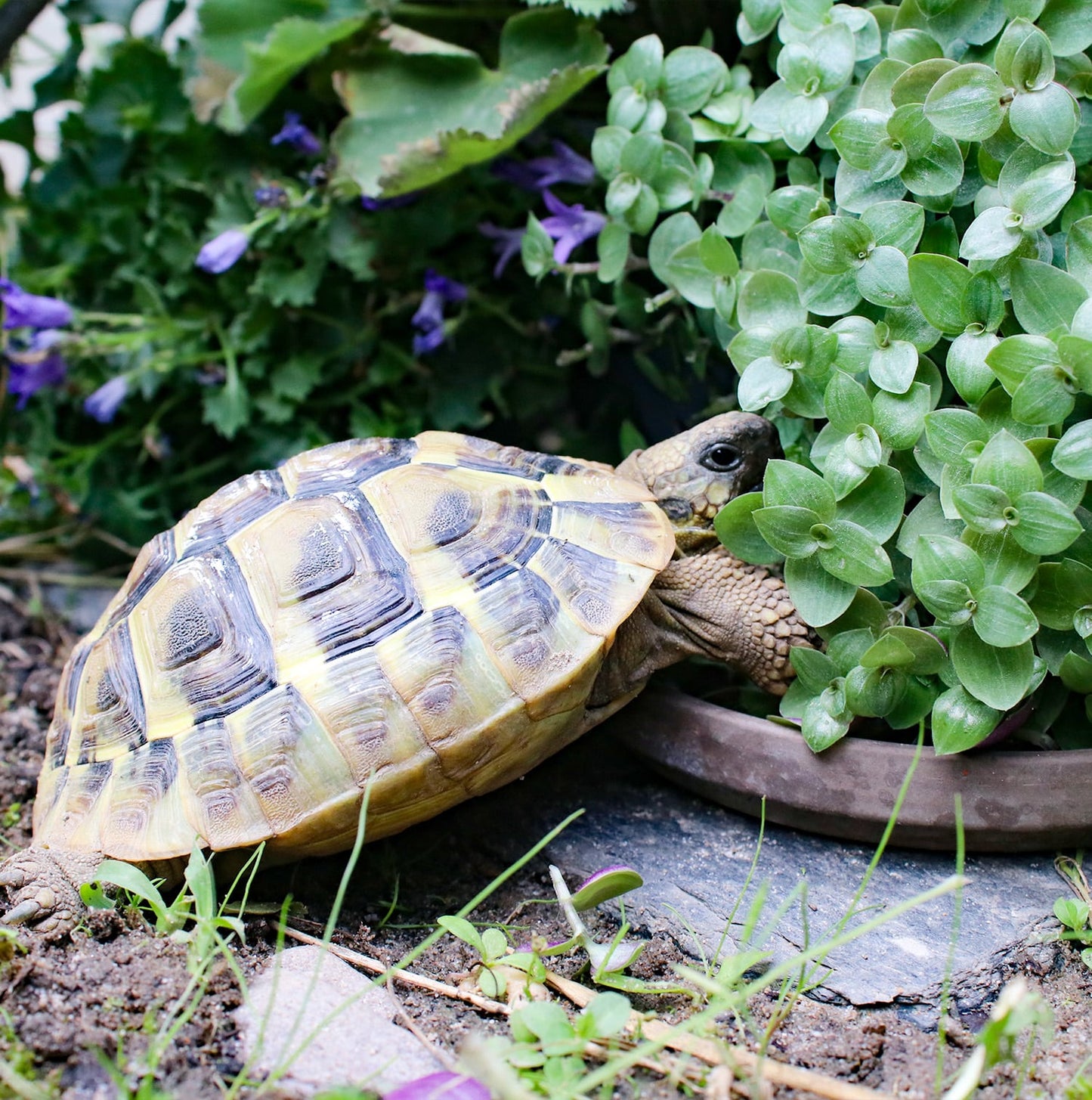 Outdoor Pflanztopf Set PetLove für Schildkröten
