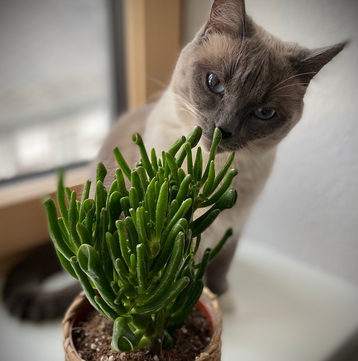 Katze beschnuppert neugierig Crassula Pflanze