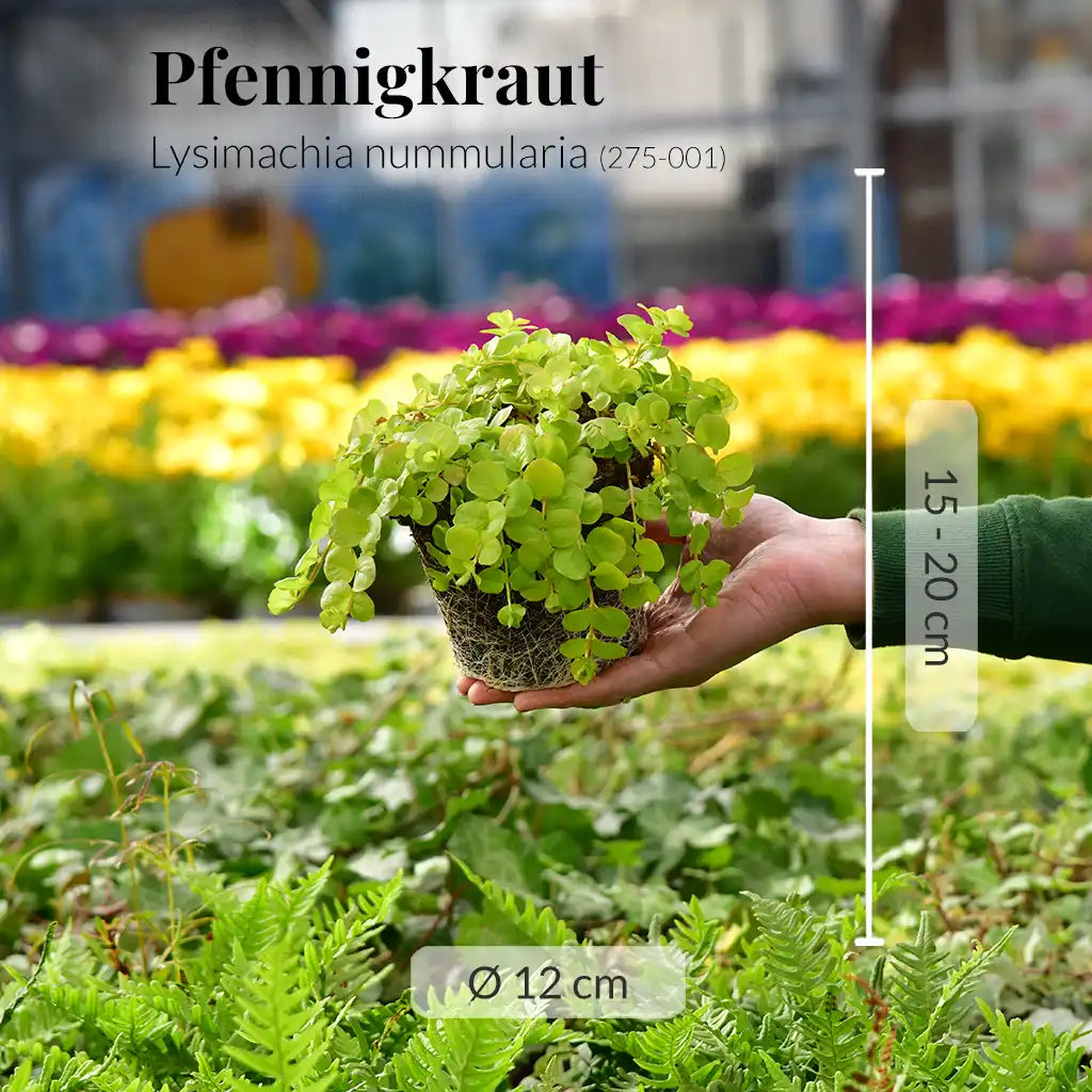 Mix & Match Ungiftige Nordbalkon Pflanzen