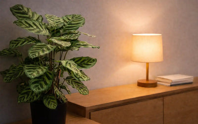 Pflanzen für dunkle Standorte zum Beispiel Calathea 