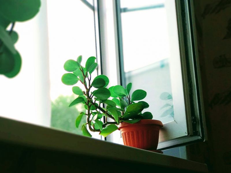 Pflanzen an Fenster im Winter